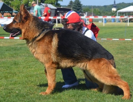 Wassaby z Lintichu - V, Vítěz třídy mladých, zk: SVV1, bonitace: Körkl.1, výběrový chov, I.třída chovnosti doživotně